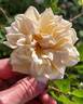 RENFAWOLGHHERXWAR rose photo
