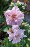 Blush Boursault rose photo