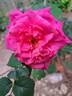 Belle au Bois Dormant rose photo