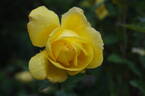 Rose Yokohama rose photo