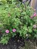 Duchesse de Rohan rose photo