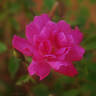 Pompon de Paris rose photo