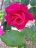 Belle au Bois Dormant rose photo