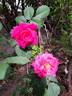 Belle au Bois Dormant rose photo
