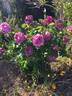 Silver Star ® rose photo