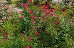 Pink Haze rose photo