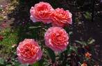 Tea Time rose photo