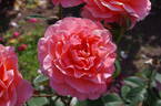 Tea Time rose photo