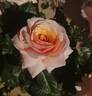 Sweet Revelation rose photo
