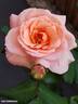 Apricot Nectar rose photo