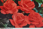 Smiling Through rose photo