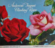 Ladies Choice rose photo