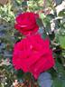 Le Grand Huit rose photo