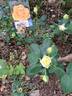 Peer Gynt rose photo