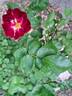 Merveille des Rouges rose photo