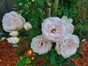 Pink Chiffon rose photo