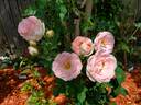 Pink Chiffon rose photo