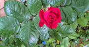 La rose Monsieur rose photo