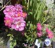 Fairy Moss rose photo