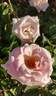 Alister's Gift ™ rose photo