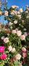 Alister's Gift ™ rose photo