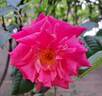Belle au Bois Dormant rose photo
