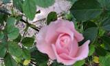 Porcelaine d'Orient rose photo