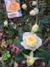Peer Gynt rose photo