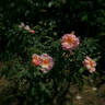 Frühlingsduft rose photo