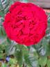 La rose Monsieur rose photo