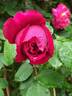 Frau O. Plegg rose photo