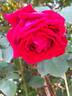Frau O. Plegg rose photo