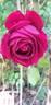 Frau O. Plegg rose photo