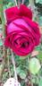 Frau O. Plegg rose photo