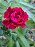 Frau O. Plegg rose photo