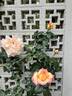 Peace, Cl. rose photo