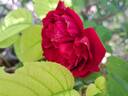 Tess of the d'Urbervilles rose photo