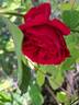 Tess of the d'Urbervilles rose photo