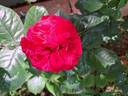 La rose Monsieur rose photo