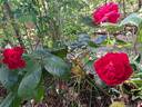 La rose Monsieur rose photo