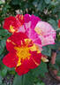 Souvenir de Gilles Villeneuve rose photo