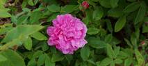 Marbrée rose photo