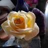 Lemon Spice rose photo