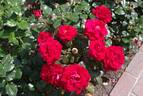 Drop Dead Red rose photo