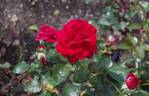 Drop Dead Red rose photo