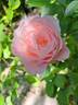 Porcelaine d'Orient rose photo