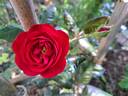 The Times rose photo