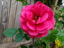 Femme Fatale rose photo