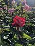 Traviata rose photo