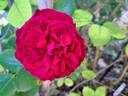 Tess of the d'Urbervilles rose photo